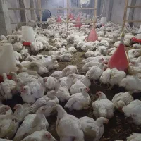 مرغ گوشتی زنده|حیوانات مزرعه|گوراب زرمیخ, |دیوار