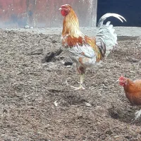 خروس محلی چهل پوک