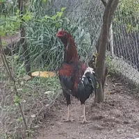 فروش خروس لاری اصل