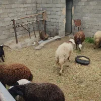 قوچ تخمی