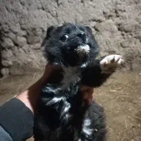 توله سگ پاکوتاه