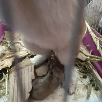 خرگوش با بچه