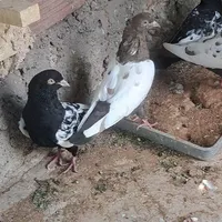نرماده تخم جوجه ای|پرنده|کرمان, |دیوار