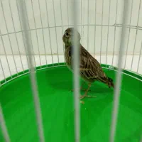 سهره‌‌خاکی‌‌فروش‌ومعاوضه