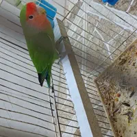 طوطی برزیلی|پرنده|سوری, |دیوار