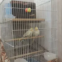 عروس هلندی|پرنده|زنجان, |دیوار