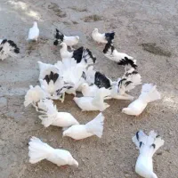 کبوتر دم چتری گردن لرزون|پرنده|میانه, |دیوار