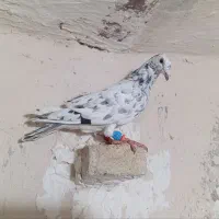 سار نر