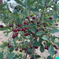 باغ ۳۰۰۰ متری دستجرد پشت دهکده صبا|فروش زمین و ملک کلنگی|خلجستان, |دیوار