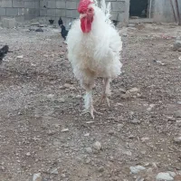 مرغ و خروس .جنت مکان