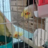 عروس هلند|پرنده|تهران, باغ خزانه|دیوار