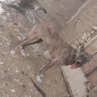 واگزاری توله سرابی