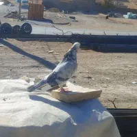 کفتر شازده|پرنده|نورآباد, |دیوار