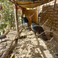 بوقلمون|حیوانات مزرعه|الوند, |دیوار