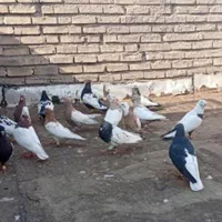 کفتر|پرنده|کرج, گلستان|دیوار