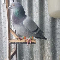 کبوتر چپ مگسی کلاغ کربلایی ساده سبز