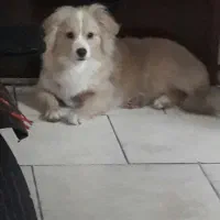 سگ نرباهوش اشپیتز|سگ|پرند, فاز ۵|دیوار