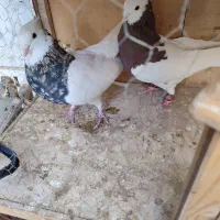 کبوتر نر|پرنده|تهران, مسعودیه|دیوار