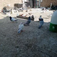 کبوتر رنگی|پرنده|اصفهان, باغ زرشک|دیوار