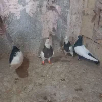 پنج تا حیوون از شهرتان نیشابور