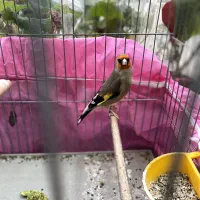 سهرکرمونی و رسمی همه مدل در تمامی قیمت ها موجوده