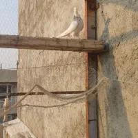 کبوتر طوقی|پرنده|سرپل ذهاب, |دیوار