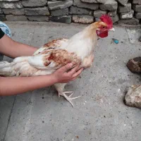 خروس قد بلند جوان