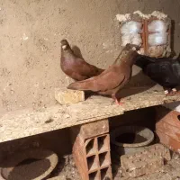 جفت سرخ سبز زاغ ابادانی|پرنده|رامیان, |دیوار