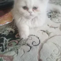 بچه گربه|گربه|ارومیه, |دیوار