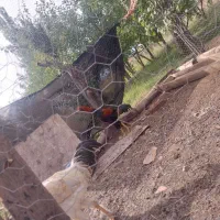 خروس  جوان|حیوانات مزرعه|کشکسرای, |دیوار
