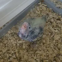 عروس هلندی|پرنده|پاکدشت, حصار امیر|دیوار