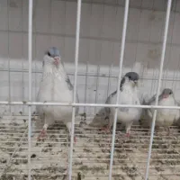 یه جفت بدرنگ|پرنده|قزوین, |دیوار