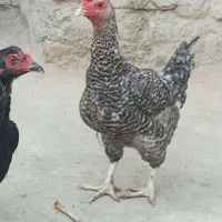 2تا مرغ خزک|حیوانات مزرعه|زابل, |دیوار