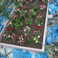 خدمات باغبانی باغچه کاری گلکاری هرسکاری گل وگیا