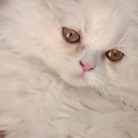 گربه پرشین سفید