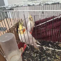 عروس هلندی|پرنده|بردسکن, |دیوار