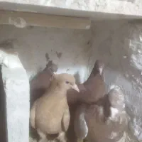 2جفتی سالم زات دار|پرنده|سبزوار, زینبیه|دیوار