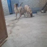 ماده سرابی|سگ|بهارستان, |دیوار