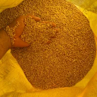 گندم بذری بوجاری شده