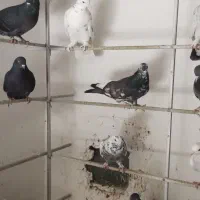 کبوتر پرش|پرنده|آمل, |دیوار