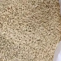 جو سهند بذری