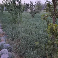 فروش باغ،سنتی.۲۴۰۰متری ویلایی دربارانلو