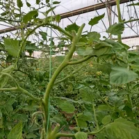 کاردرگلخانه