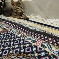 بچه گربه