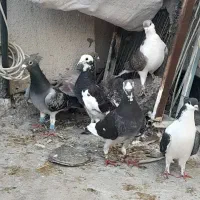 نزدیک ۱۵تا پرشی