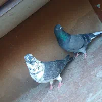 فروش کبوتر هایه پرشی|پرنده|سورک, |دیوار