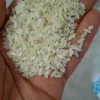 برنج کامفیروز اصل|خوردنی و آشامیدنی|شیراز, لاله|دیوار