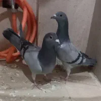 پلاکی اصل|پرنده|تهران, خانی آباد نو جنوبی|دیوار