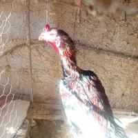 خروس لاری اصیل|حیوانات مزرعه|تفتان, |دیوار