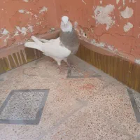 طوقی|پرنده|بهبهان, |دیوار